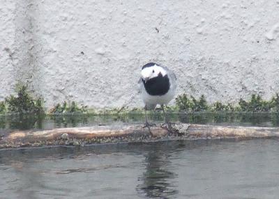 Прикрепленное изображение: st1.jpg